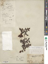 Rosa chinensis image