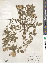 Rosa chinensis image