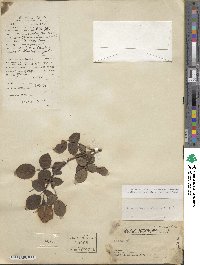 Rosa chinensis image