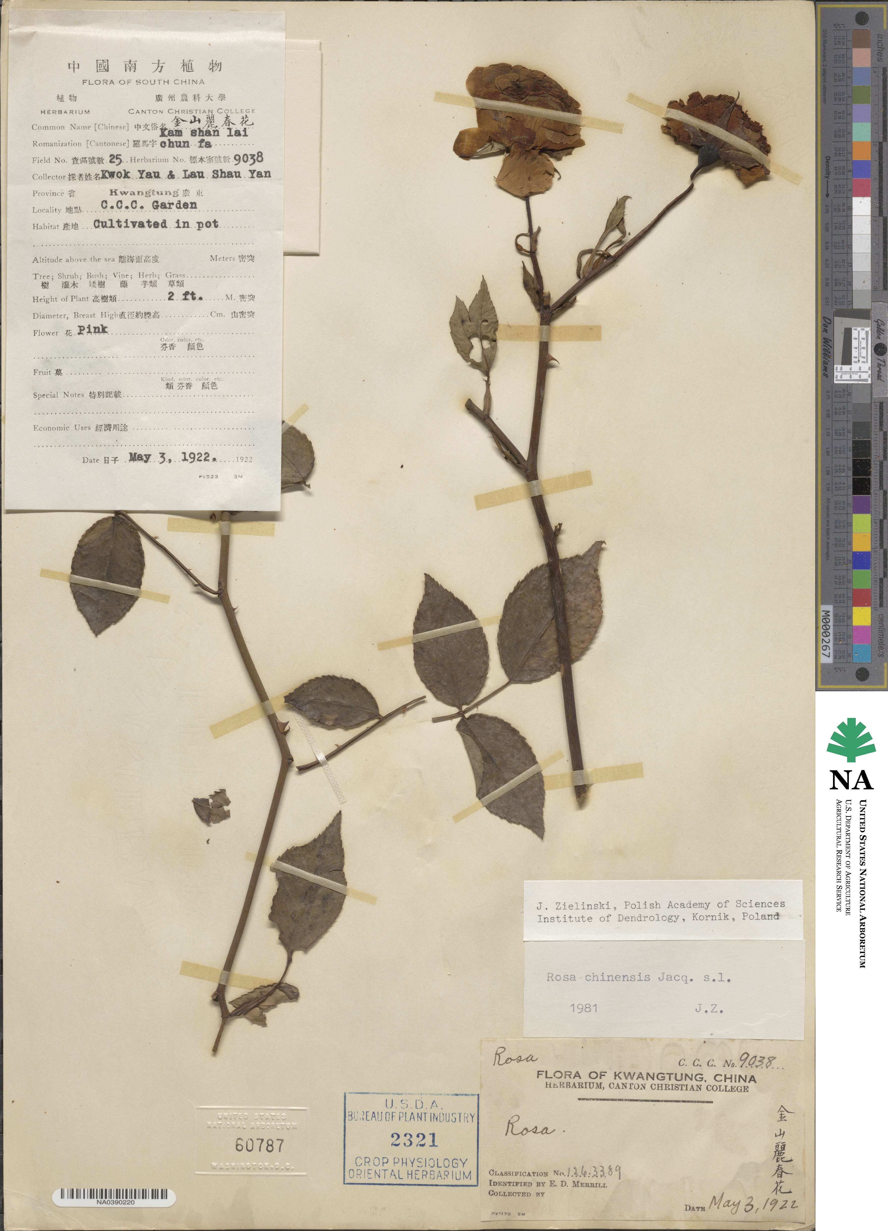 Rosa chinensis image