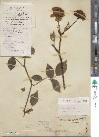 Rosa chinensis image