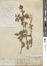 Rosa chinensis image