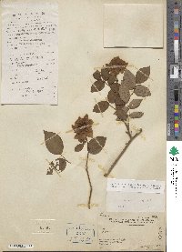 Rosa chinensis image