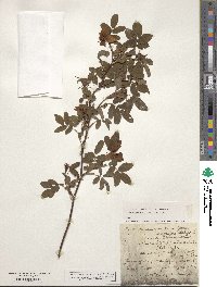 Rosa cinnamomea image