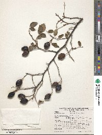 Rosa corymbifera image