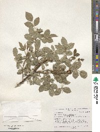 Rosa corymbifera image