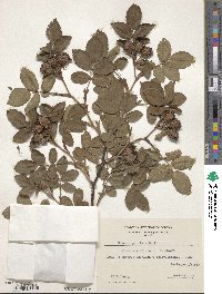 Rosa corymbifera image