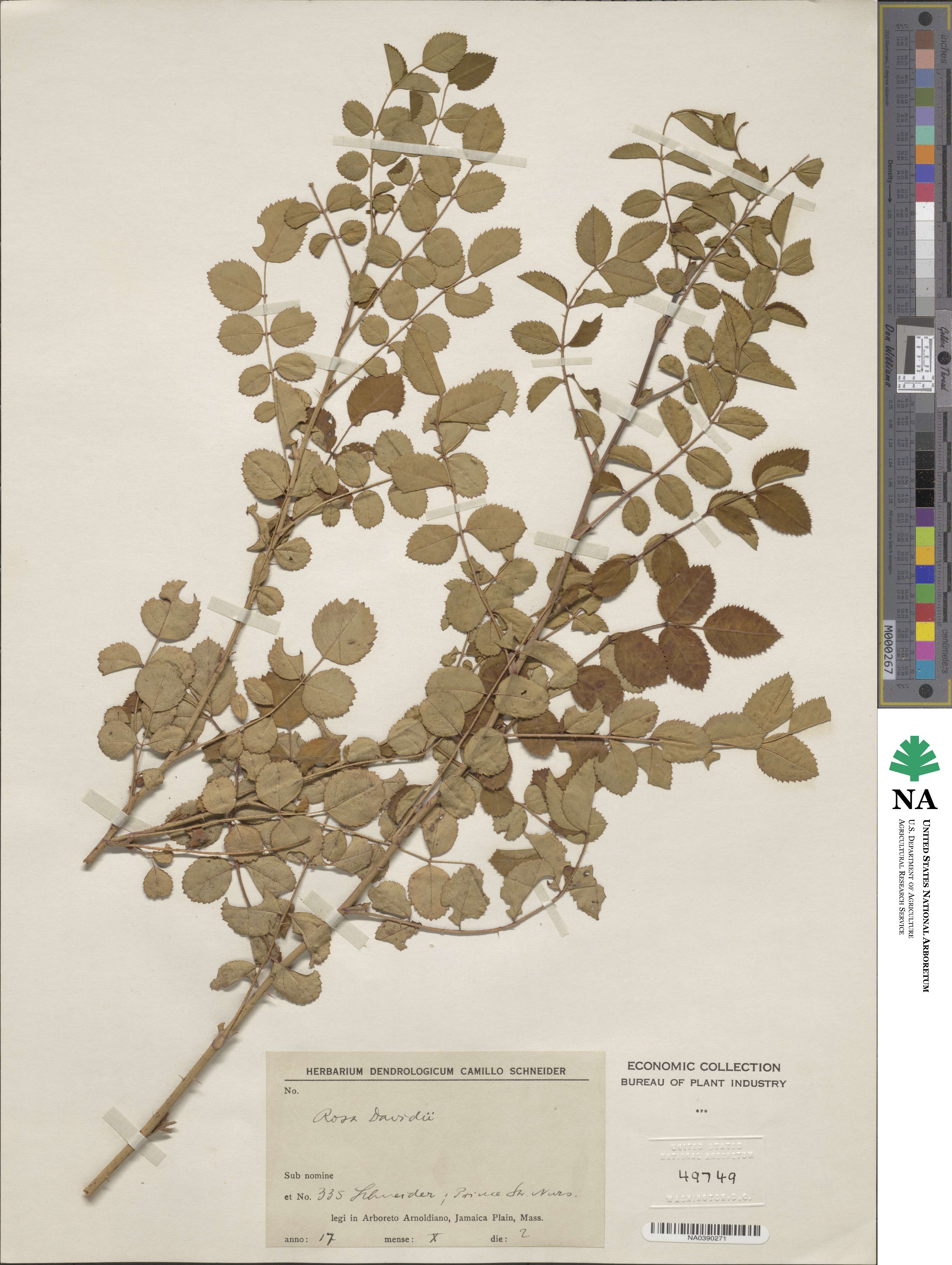 Rosa davidii image