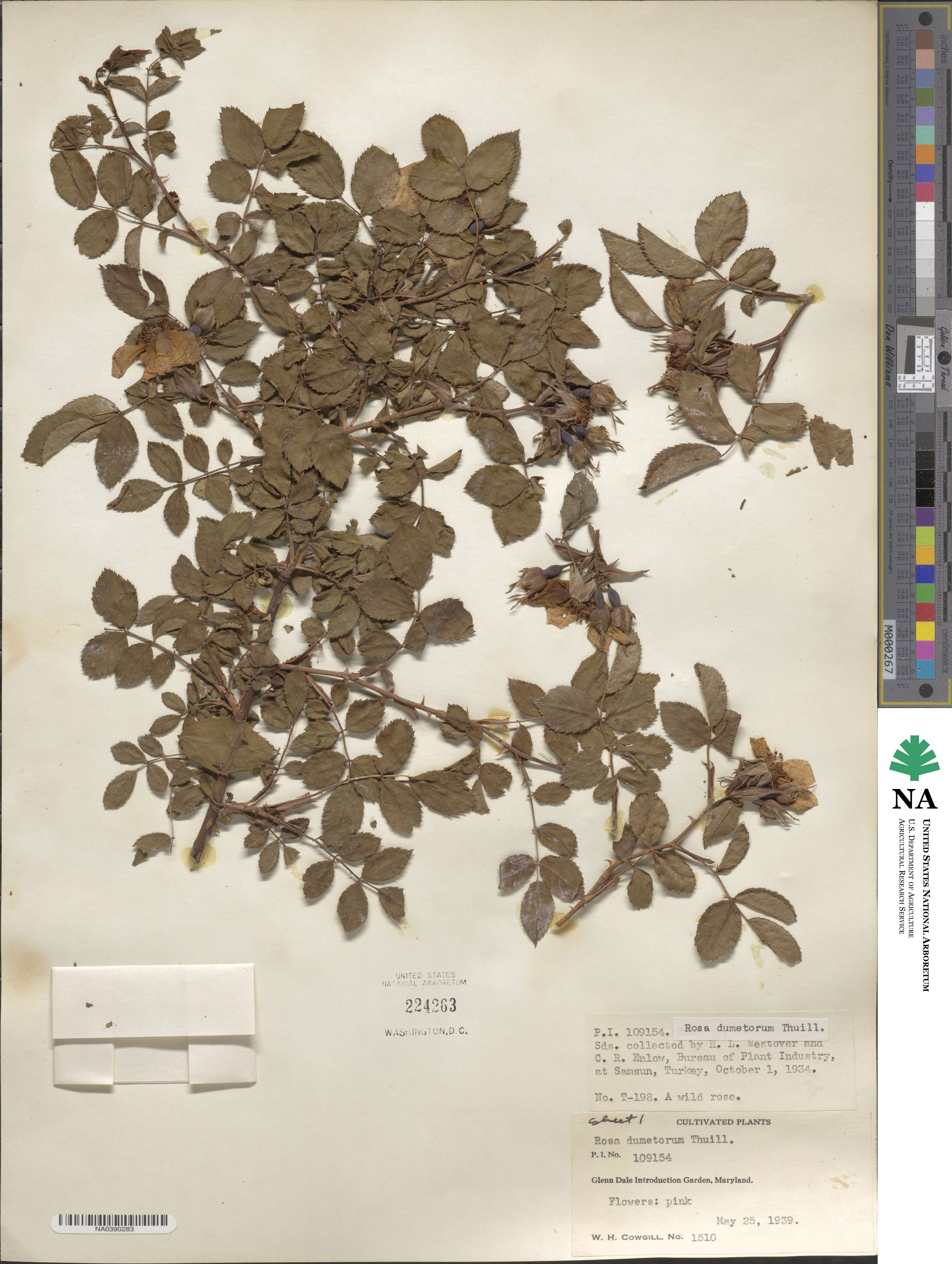Rosa corymbifera image