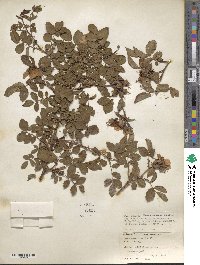 Rosa corymbifera image