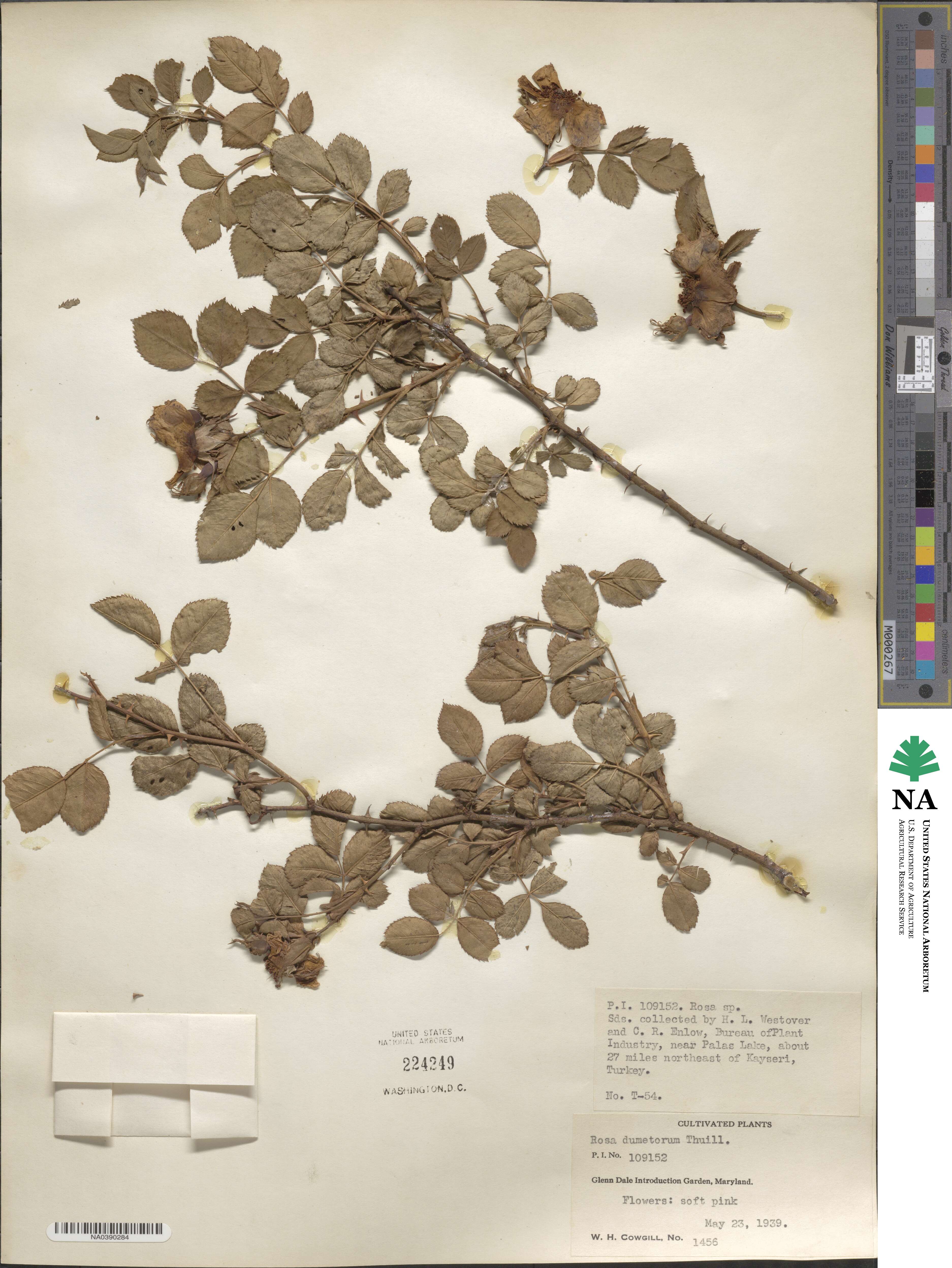 Rosa corymbifera image
