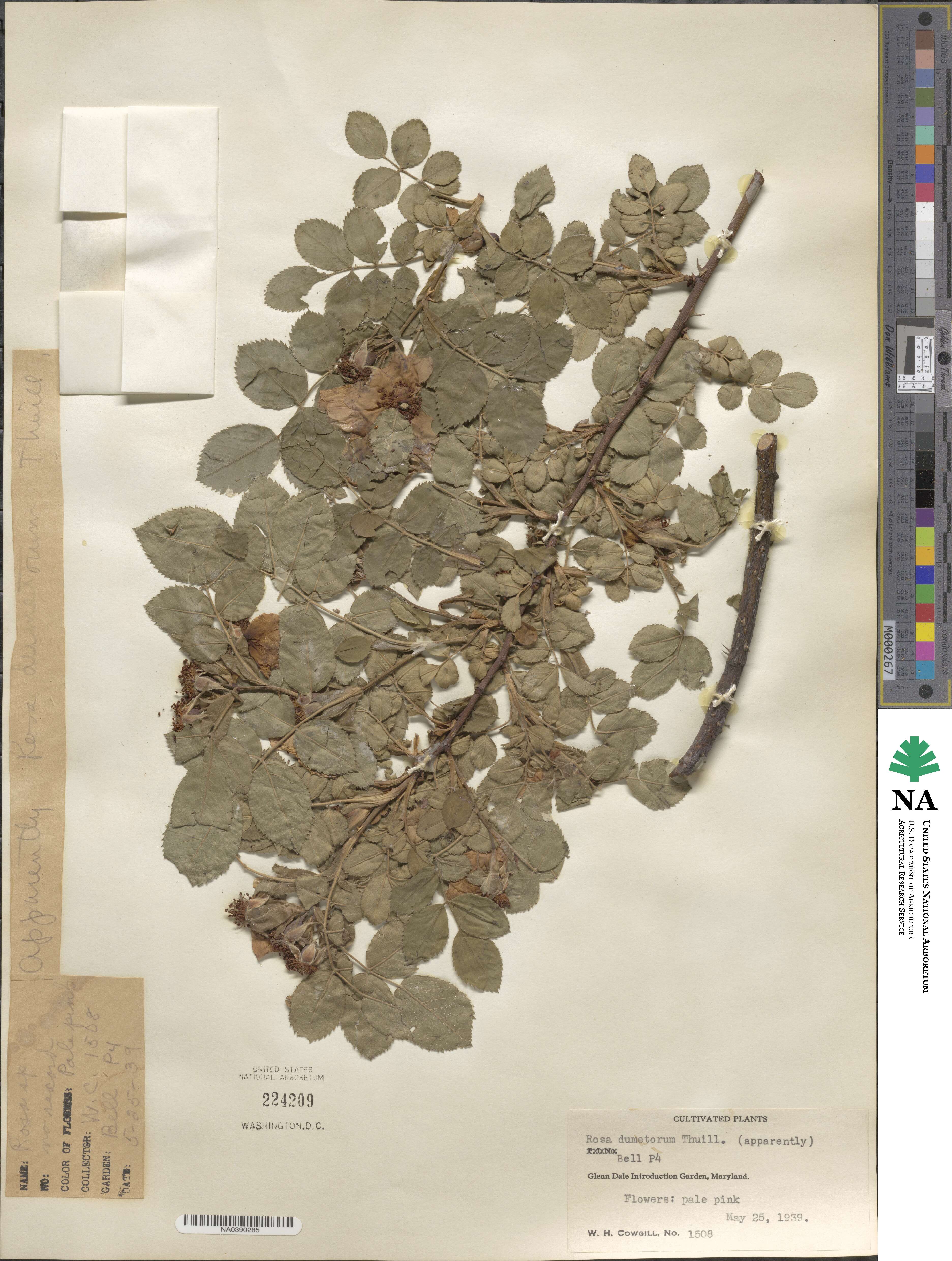 Rosa corymbifera image