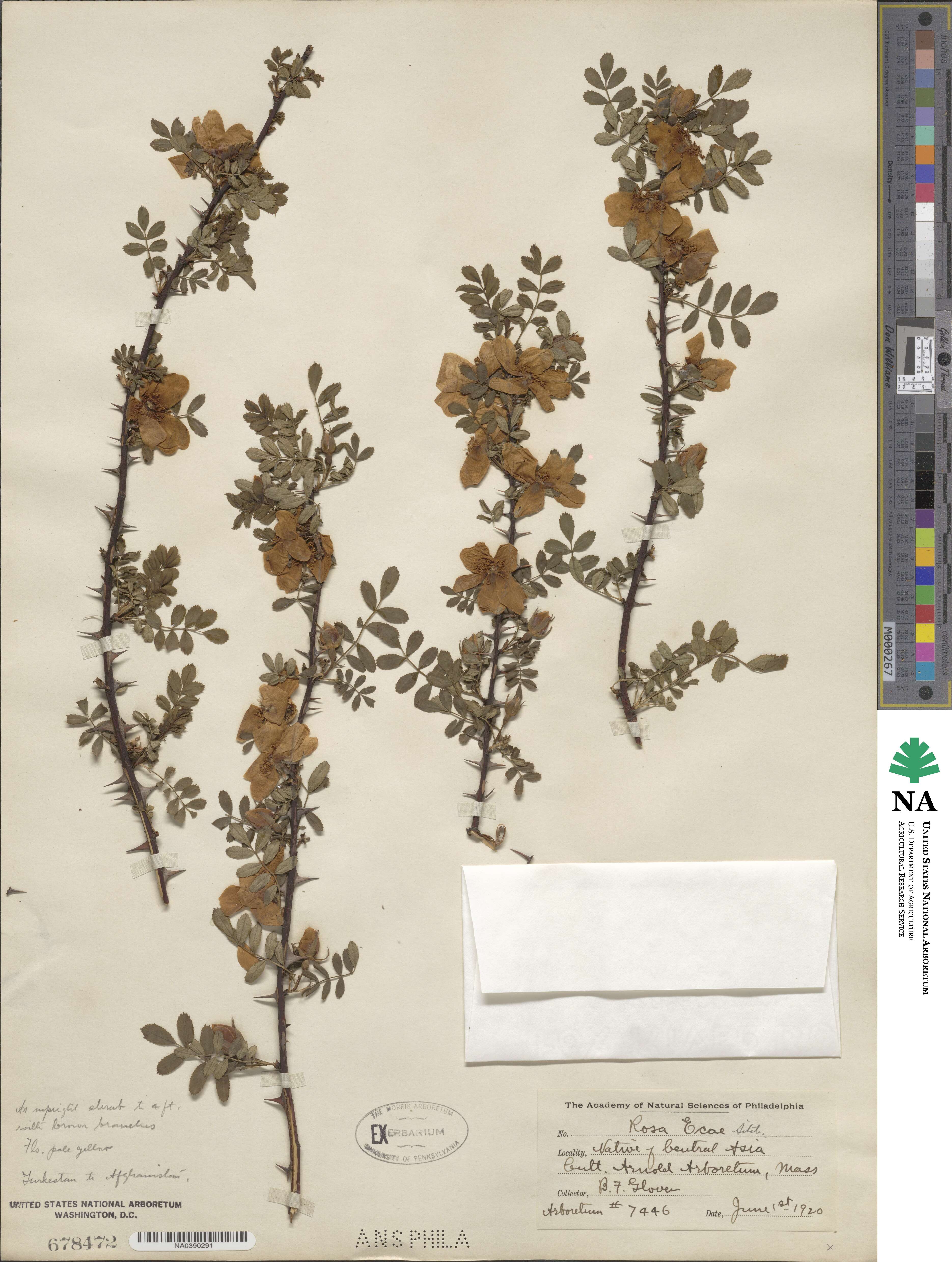 Rosa ecae image