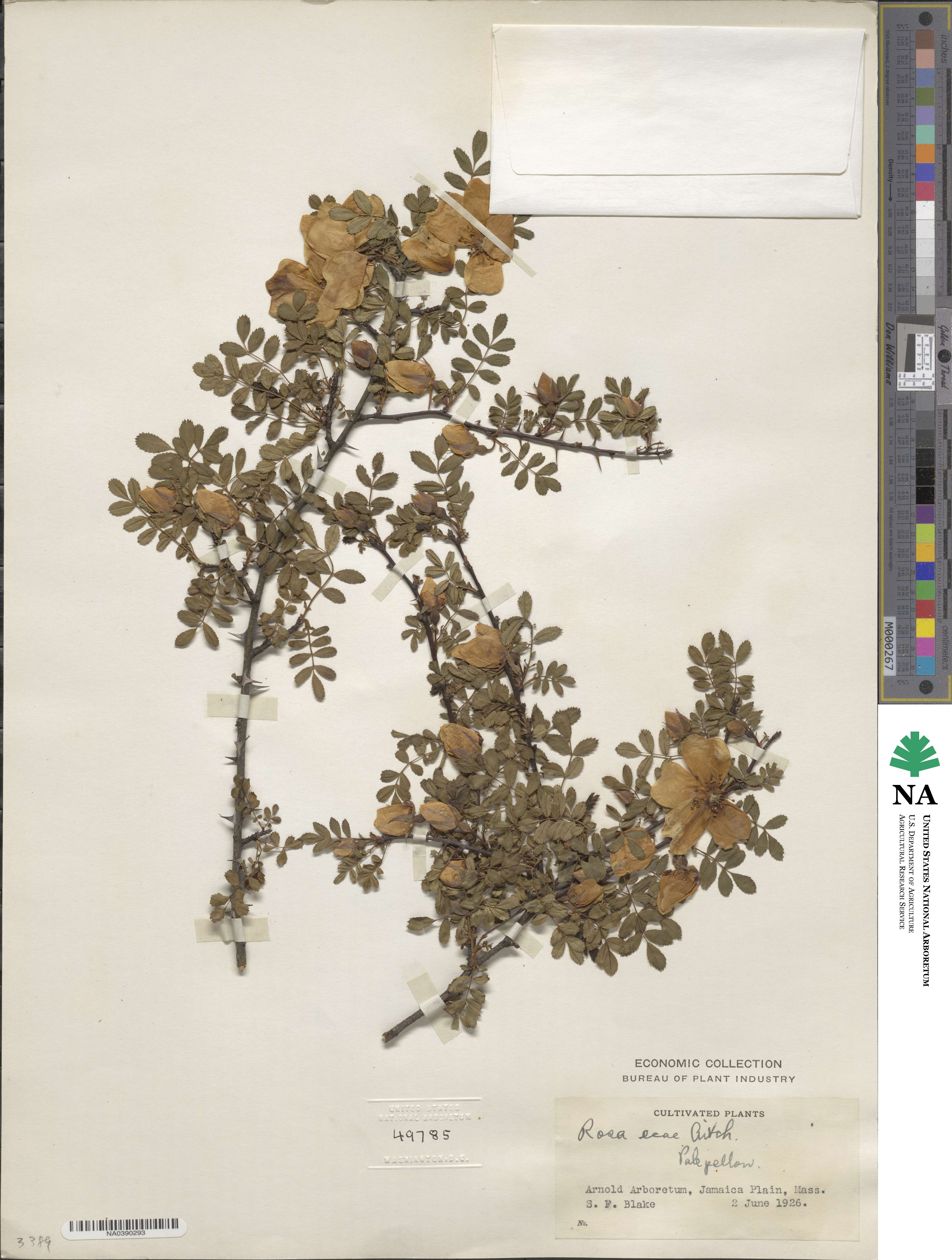 Rosa ecae image
