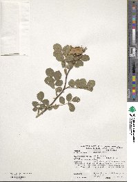 Rosa eglanteria image