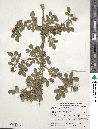 Rosa eglanteria image