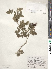 Rosa eglanteria image