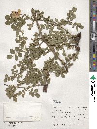 Rosa eglanteria image