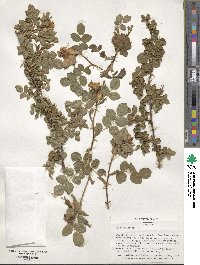 Rosa eglanteria image