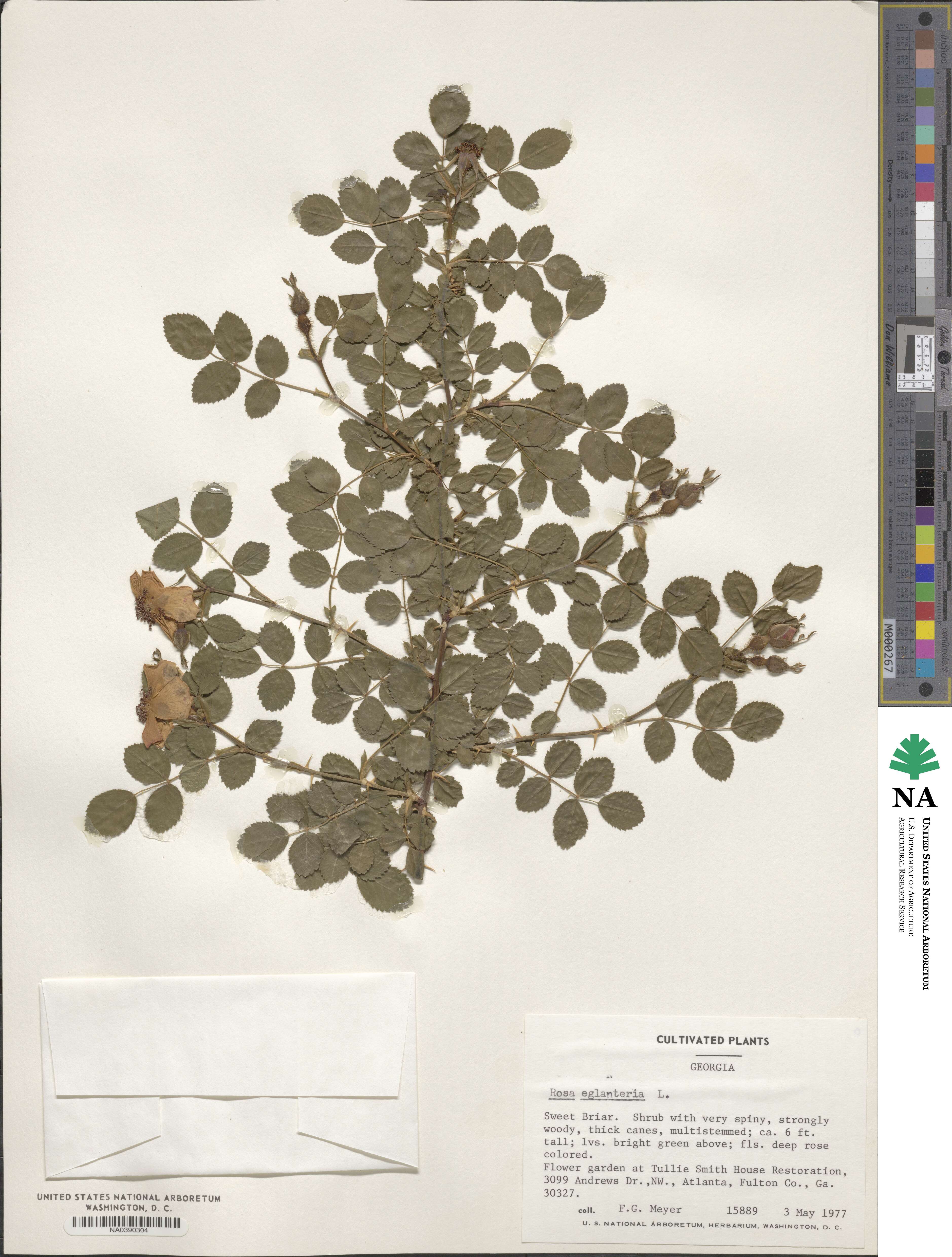 Rosa eglanteria image