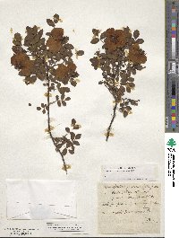 Rosa eglanteria image