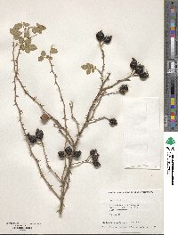 Rosa eglanteria image