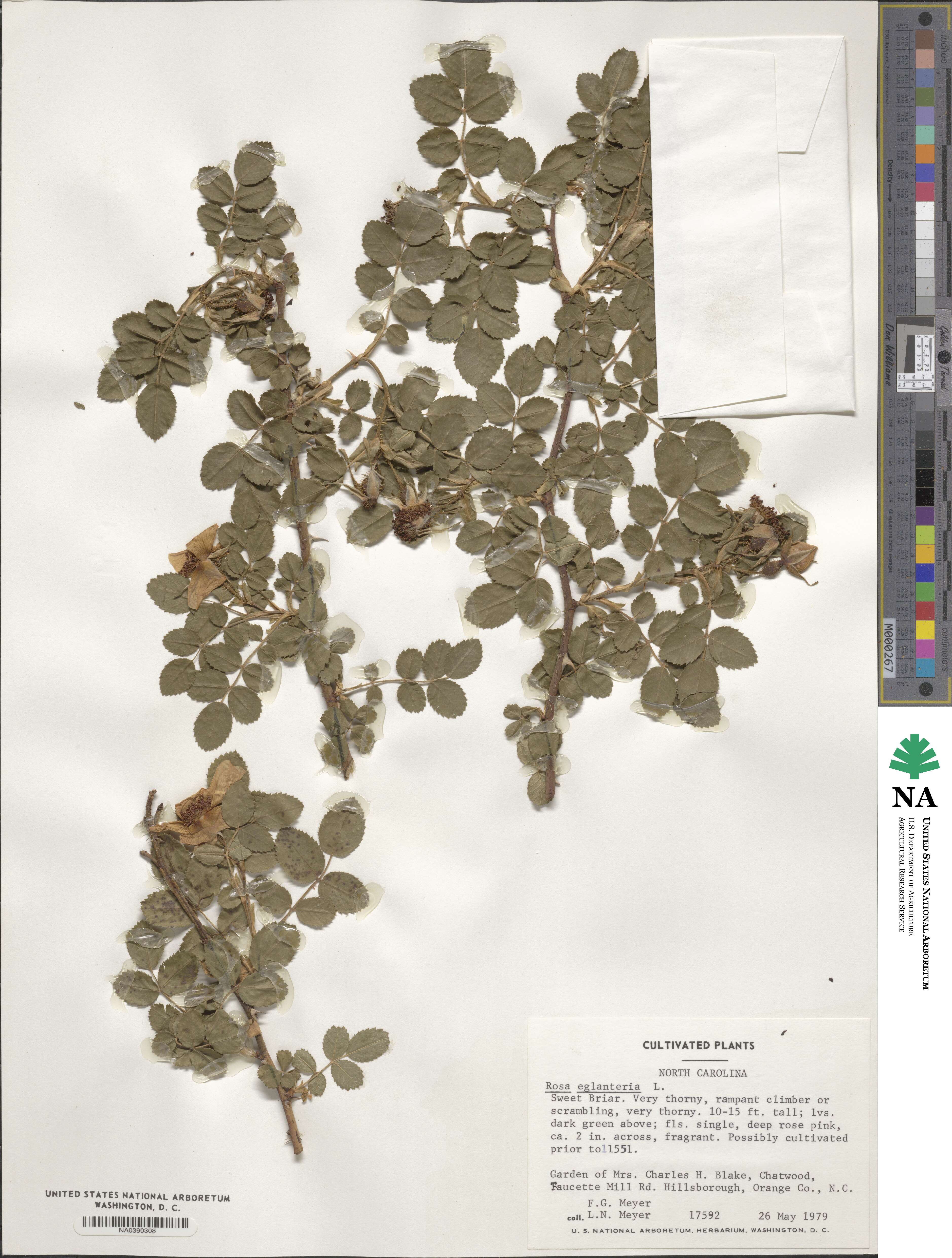 Rosa eglanteria image
