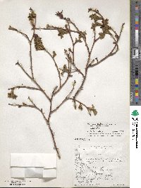 Rosa eglanteria image