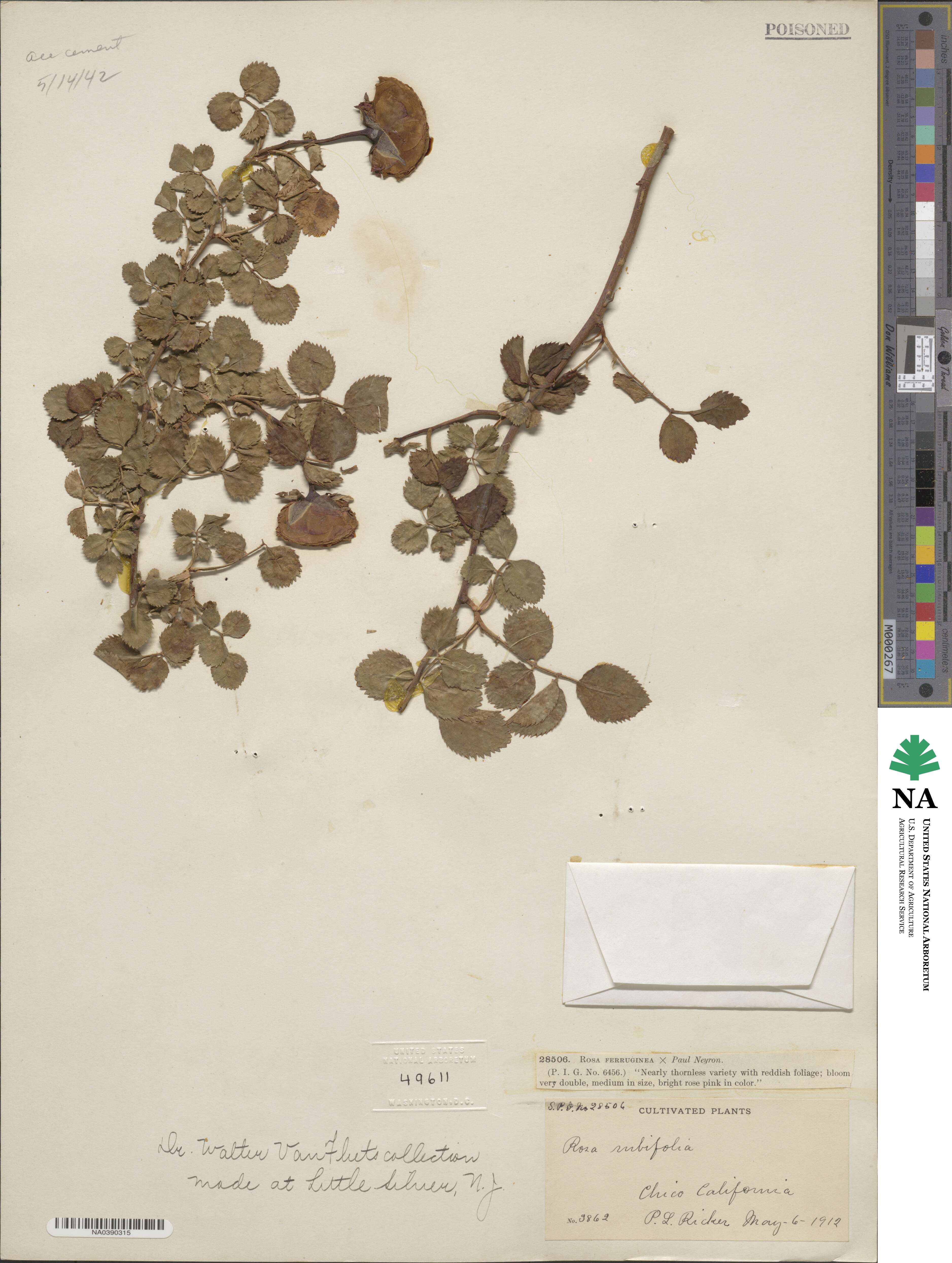 Rosa glauca image