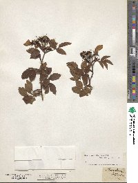 Rosa flexuosa image