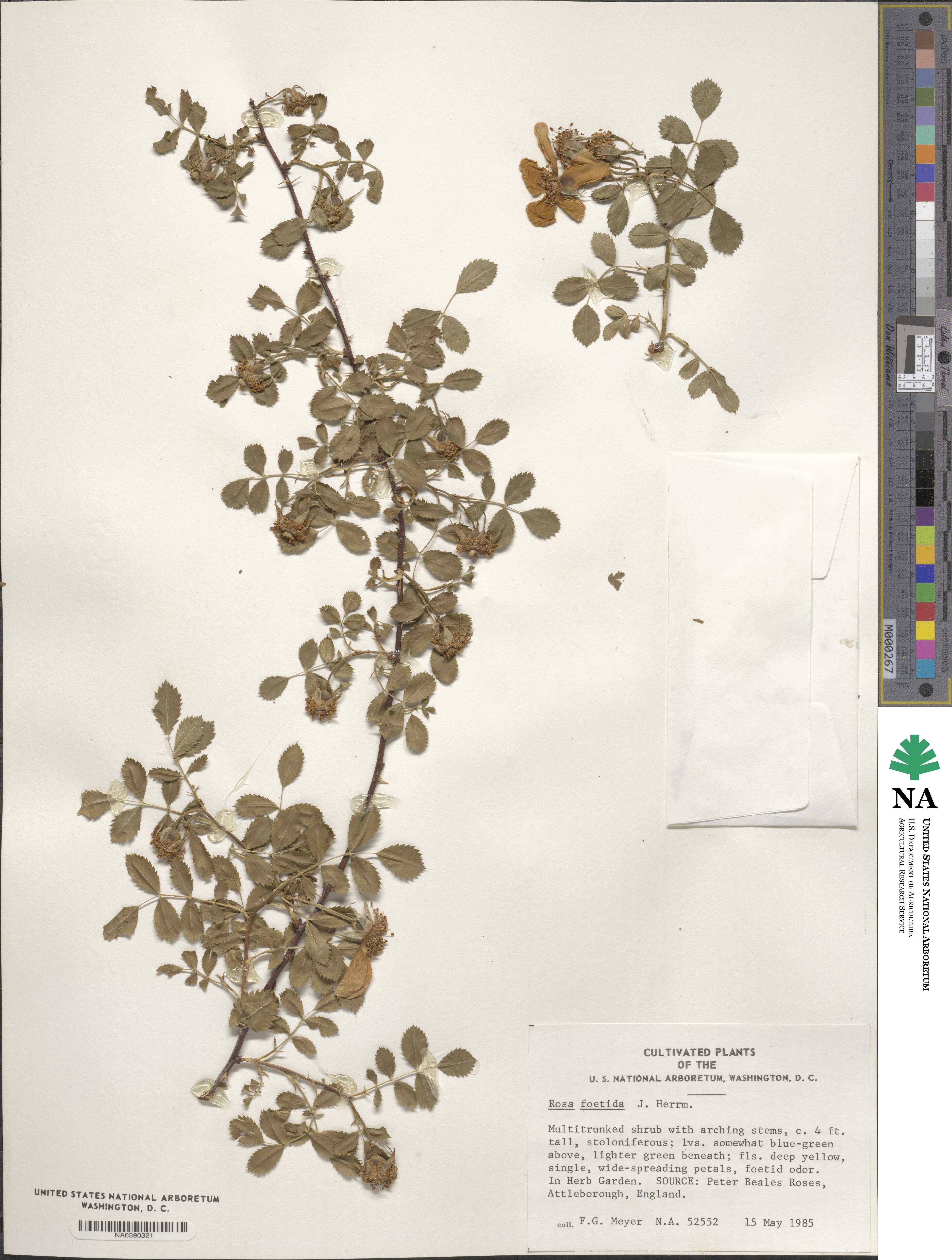 Rosa foetida image
