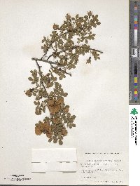 Rosa foetida image