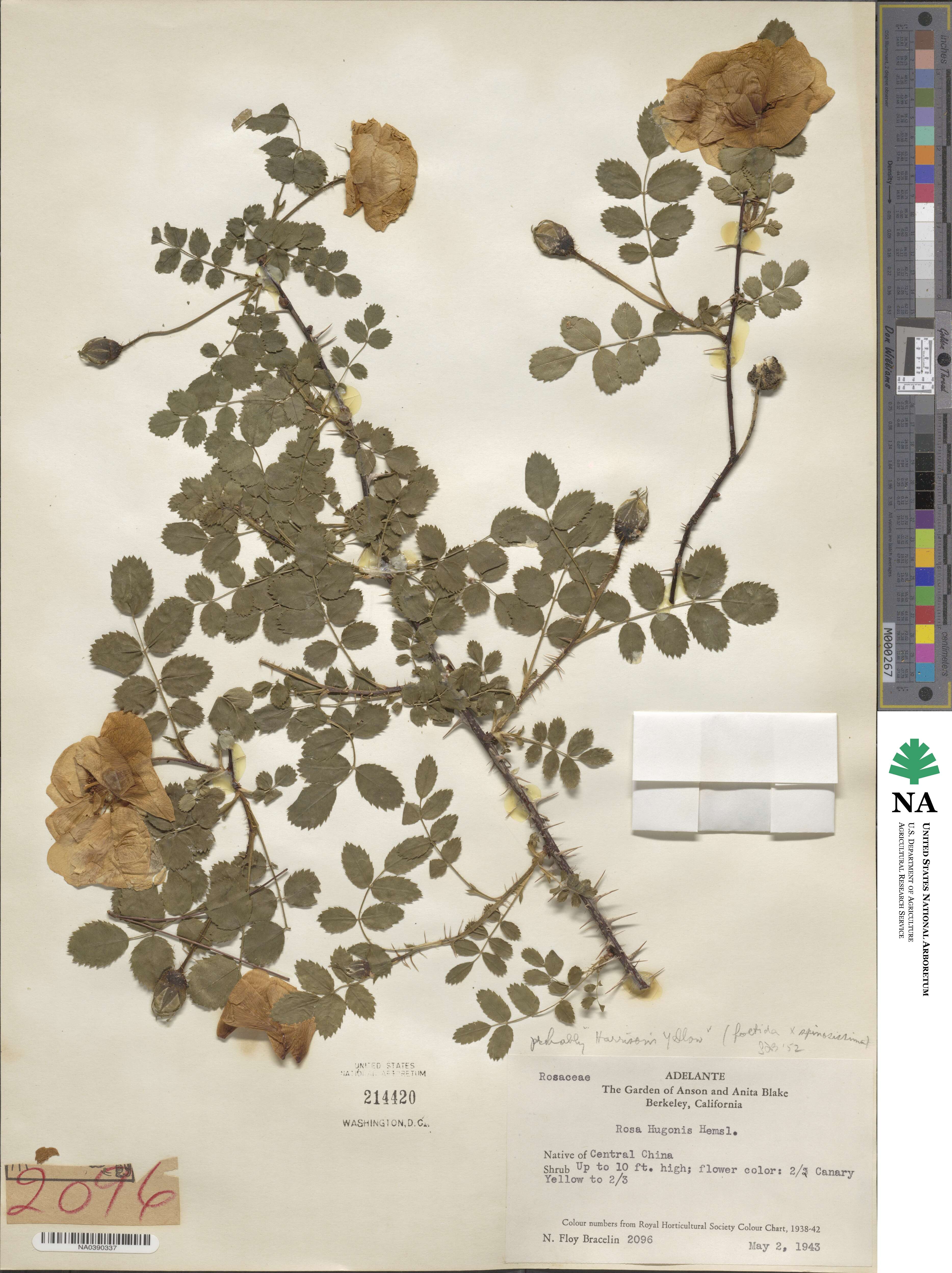 Rosa foetida image