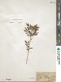 Rosa foliolosa image