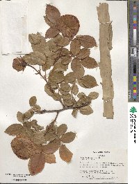 Rosa gallica image