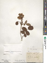 Rosa gallica image