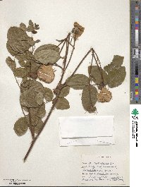 Rosa gallica image