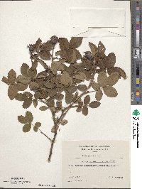 Rosa gallica image