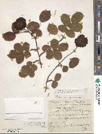 Rosa gallica image