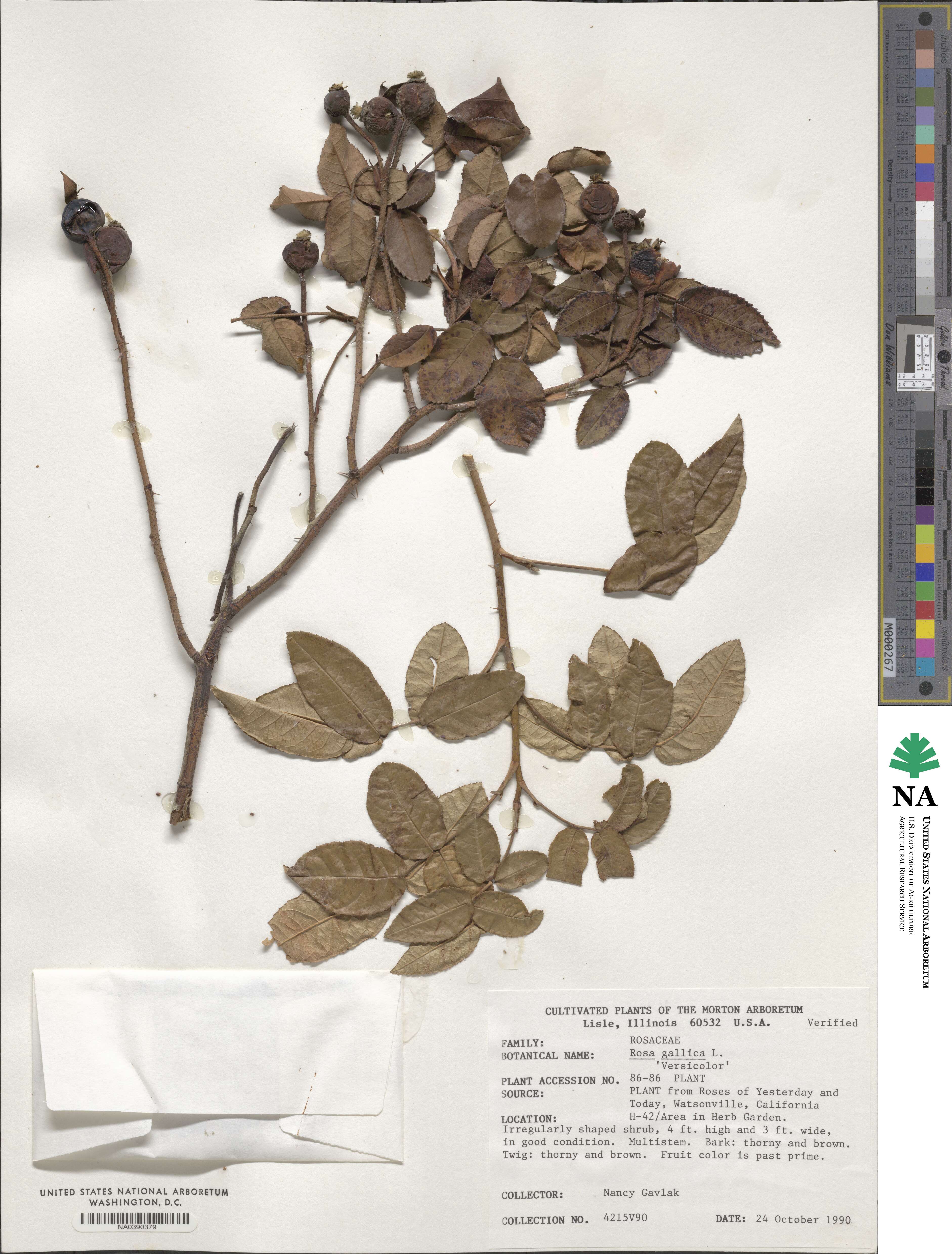 Rosa gallica image