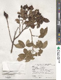 Rosa gallica image