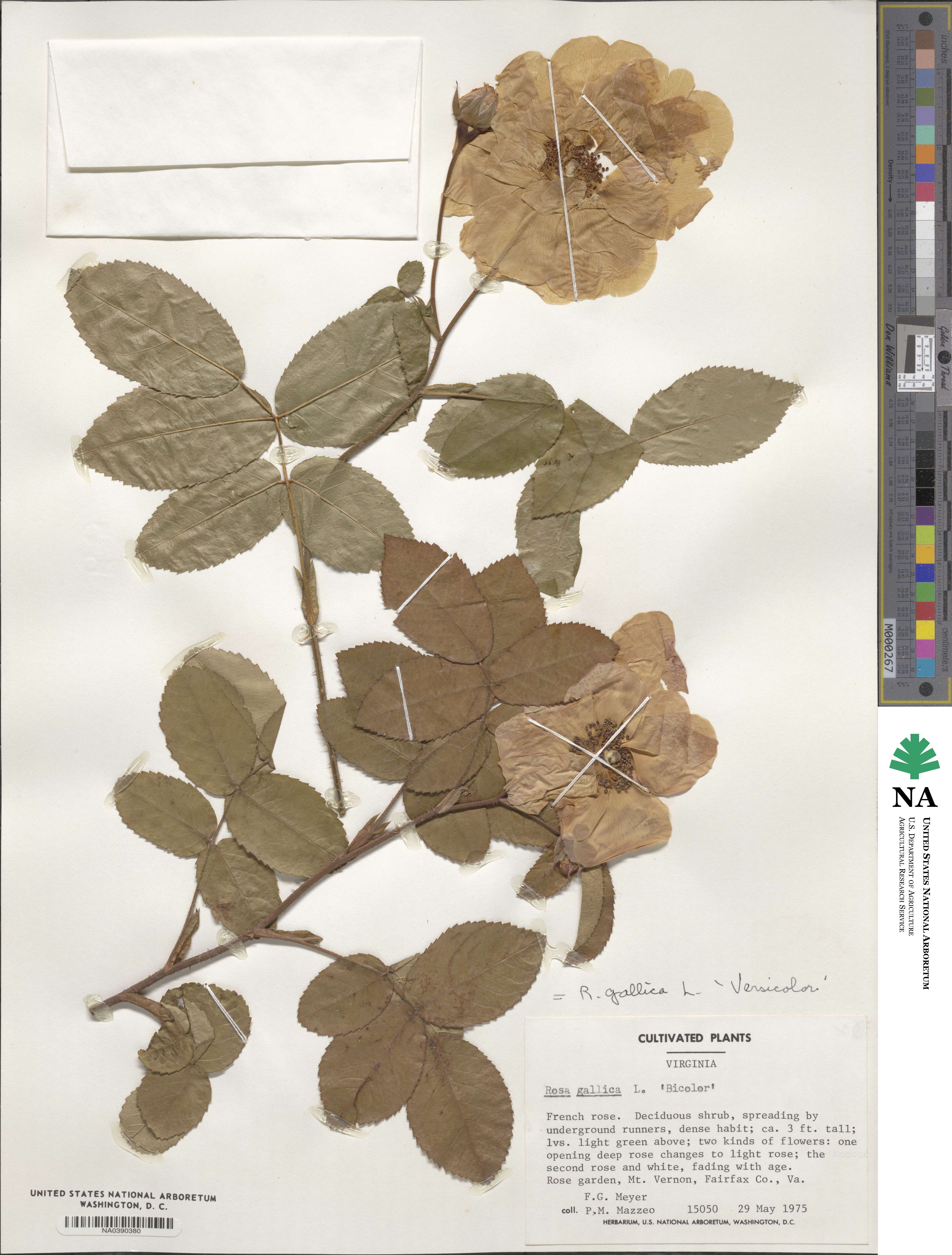 Rosa gallica image