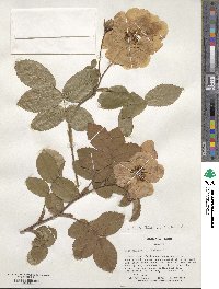 Rosa gallica image