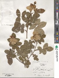 Rosa gallica image