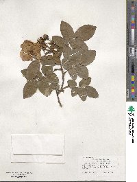 Rosa gallica image