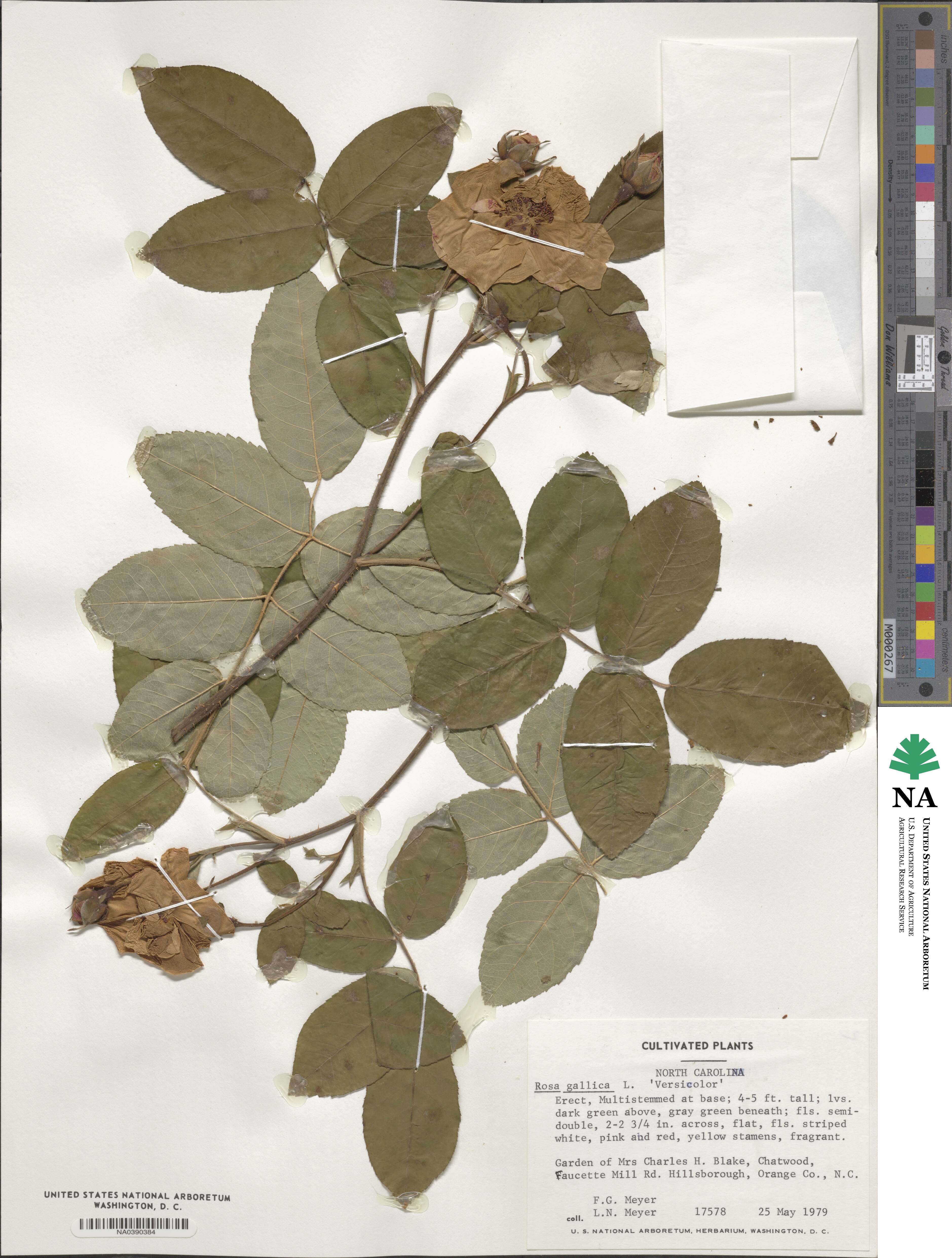 Rosa gallica image