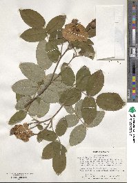 Rosa gallica image