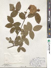 Rosa gallica image