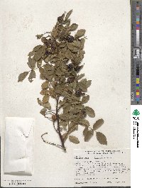 Rosa glauca image