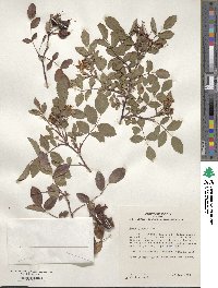 Rosa glauca image